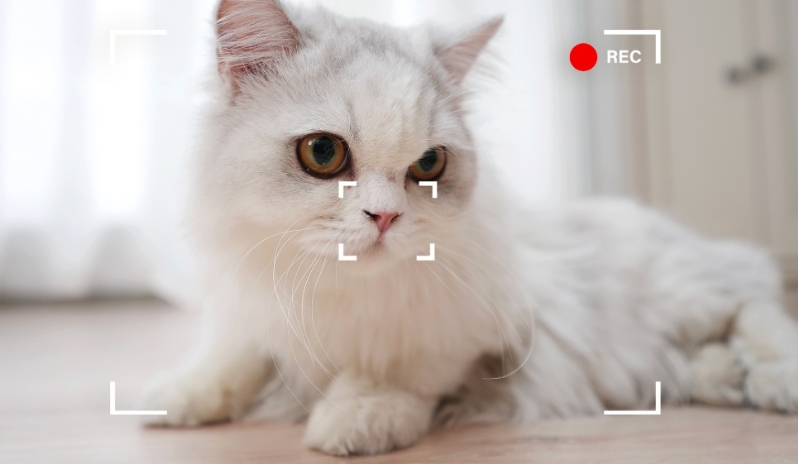 Pet Monitoring Robot Feature 9